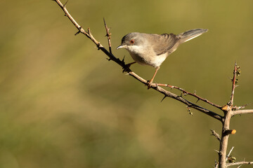 Sardinian warbler female in the late afternoon light in a Mediterranean forest in spring