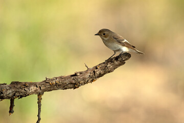 Pied flycatcher female in the early morning light near a water point in a Mediterranean forest in spring