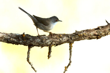 Sardinian warbler female in the late afternoon light in a Mediterranean forest in spring