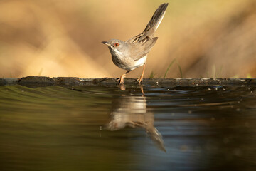Sardinian warbler female in the late afternoon light in a Mediterranean forest in spring