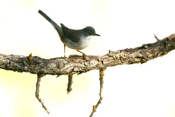 Sardinian warbler female in the late afternoon light in a Mediterranean forest in spring