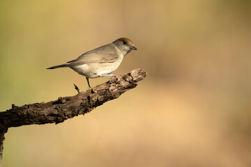 Pied flycatcher female in the early morning light near a water point in a Mediterranean forest in spring