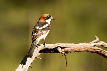 Woodchat shrike male on a perch in his breeding territory in a Mediterranean forest with the first light of the day