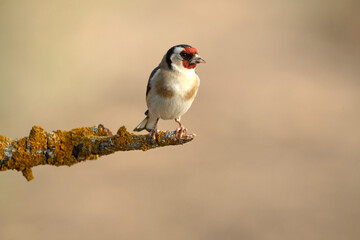 European goldfinch near a water point in a Mediterranean forest with the last light of a spring day