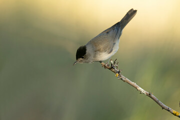 Common whitethroat male in a Mediterranean forest with the last light of a spring day