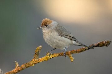 Common whitethroat female in the late afternoon light in a Mediterranean forest in spring