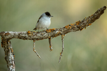 Common whitethroat male in a Mediterranean forest with the last light of a spring day