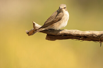 Spotted flycatcher with the first light of day in an oak and pine forest near a natural water point