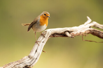 European robin with the first light of day at a water point in summer within a Mediterranean forest