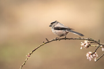 Long-tailed tit in a Mediterranean forest with the first light of the day