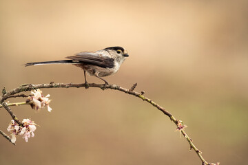 Long-tailed tit in a Mediterranean forest with the first light of the day