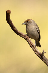 Common whitethroat female in the late afternoon light in a Mediterranean forest in spring