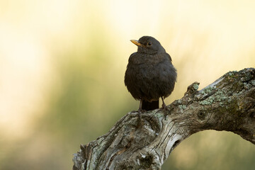 Common blackbird next to a natural water point in a Mediterranean pine and oak forest in the last light of the evening.
