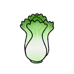 Chinese cabbage 1