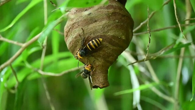 コガタスズメバチの巣