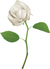 Fototapeta premium An illustration of a beautiful white rose