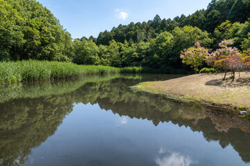 Fototapeta na wymiar 茨城県水戸市　新緑の七ツ洞公園