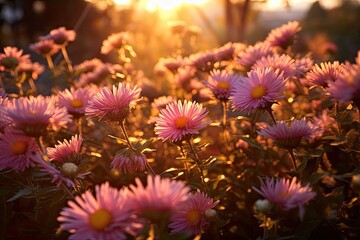 Portrait aster blooms flowers with light exposure AI Generative