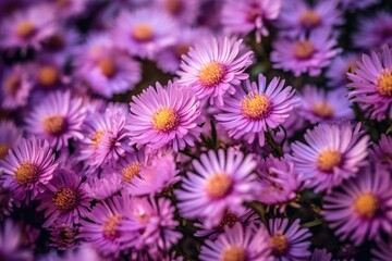 Obraz premium Portrait aster blooms flowers AI Generative