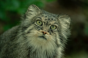 Portrait of Pallas's cat