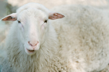 cute white sheep