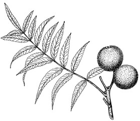 Branch of plant Juglans rupestris on white background