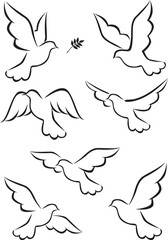 Dove vector illustration