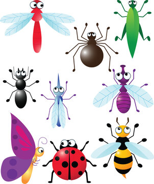 Insect Cartoon illustration