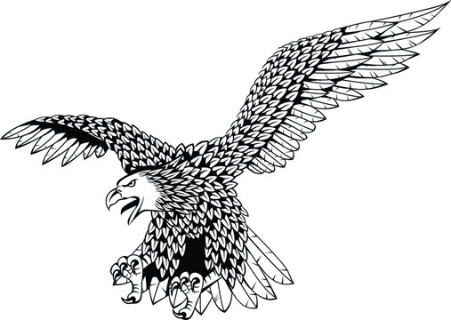 Detailed eagle vector illustration