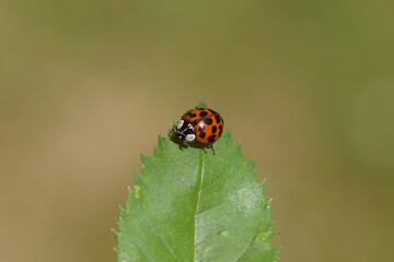 Closeup orange, red harlequin ladybird (Harmonia axyridis f. succinea) on a rose leaf. Family Coccinellidae. Dutch garden, May