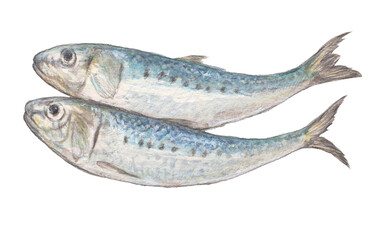 イワシ　水彩色鉛筆イラスト