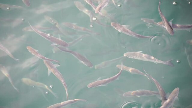 Flock of mullet fish on the surface of the water swallow the air. 4K. Slow motion