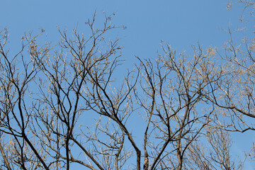 dry tree branches on blue sky background in Autumn, close-up of photo