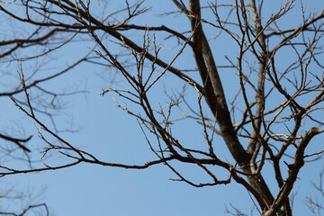 dry tree branches on blue sky background, close-up of photo