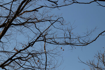 dry tree branches on blue sky background in Autumn, close-up of photo