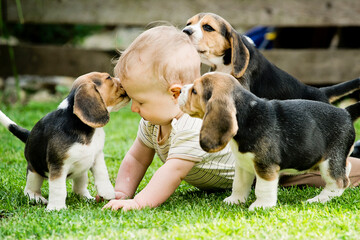 Toddler and Beagle gambol in the backyard. crawling child and puppy games on the lawn. Dog and kid...