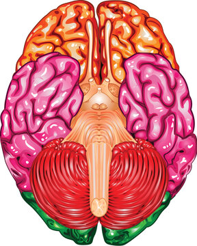 Illustration body part vector, human brain underside view
