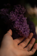 Hand near purple lilac flowers in the garden