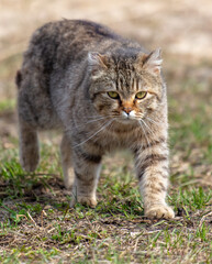 Naklejka na ściany i meble European Shorthair cat on the ground in nature. Selective focus.