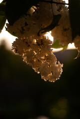 Close up of lilac tree with white flowers in the light of sun in the garden
