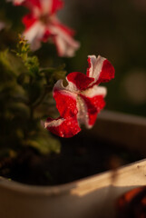 View of petunia flower with white and red petals in a flowerpot