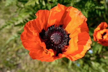 red poppy flower
