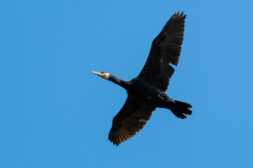 Kormoran im Tiefflug über Naturschutzgebiet.