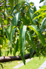 Eucalyptus tree in the park
