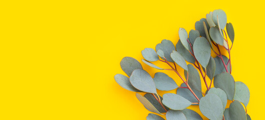 Green leaves of eucalyptus on yellow background.