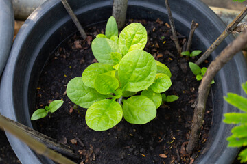 Ceylon spinach or basella rubra linn