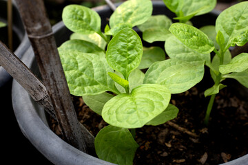 Ceylon spinach or basella rubra linn