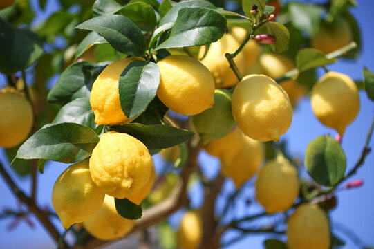 Lemon tree with lots of ripe fruits