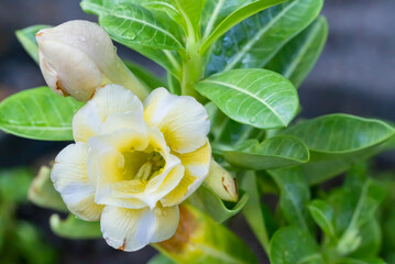adenium flowers white yellow  The center of the flower and the clone of the yellow flower petals are hybrids that produce a variety of colors that are different from the original color of the azalea.