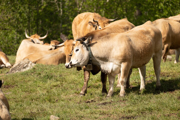 Naklejka na ściany i meble cows in the pasture